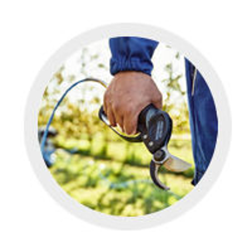 Picture for manufacturer Campagnola